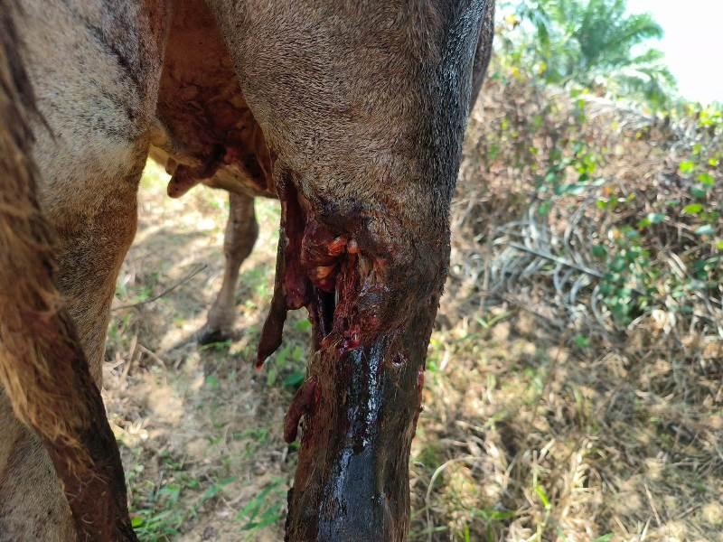 Satu Sapi Ditemukan Terluka di Area Afdeling 1 PTPN Kebun Julok Aceh Timur, Diduga Diserang Harimau