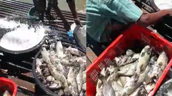 Puluhan Ribu Ikan Kerapu dan Kakap Mati Mendadak Dalam Keramba Aliran Sungai Cunda Lhokseumawe