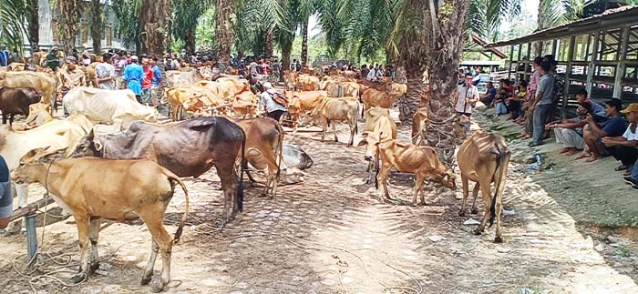 Kelamaan Libur, Dua Mahasiswa Terlibat Pencurian Lembu di Aceh Tamiang