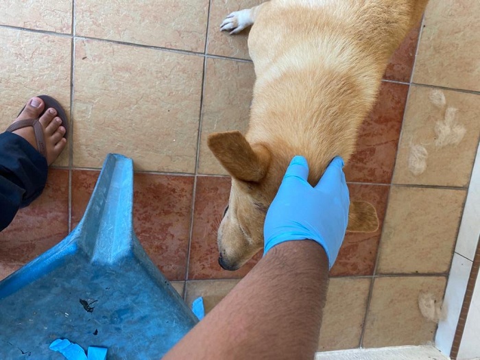 Viral, Kisah Mengharukan Seorang Pria Rawat Anjing Buta yang Telah Lama Ditinggal Majikannya