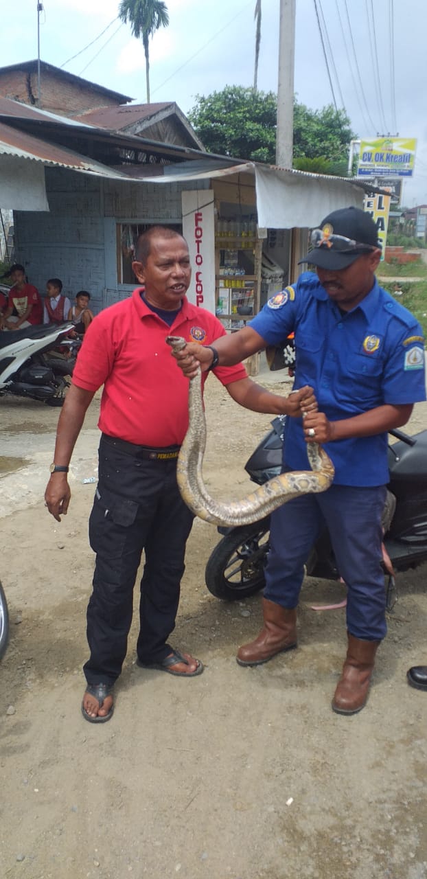 Petugas Gaul Tangkap Tiga Ekor Ular di Tamiang, Dua Kobra Satu Sanca Menyelinap di Doorsmeer