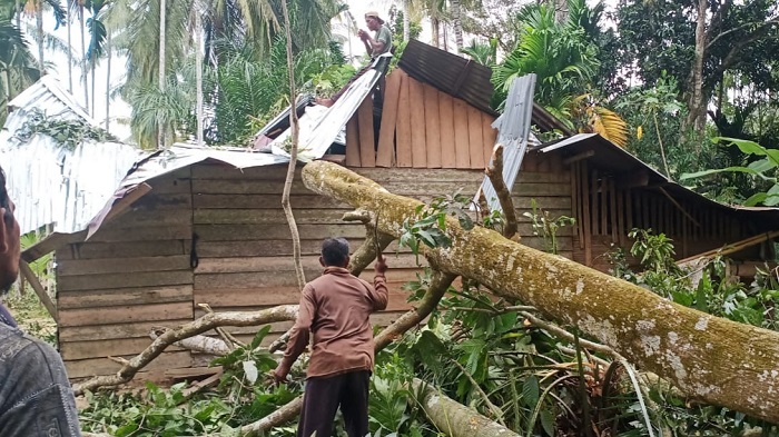 Satu Unit Rumah di Makmur Bireuen Tertimpa Pohon, Begini Kondisinya