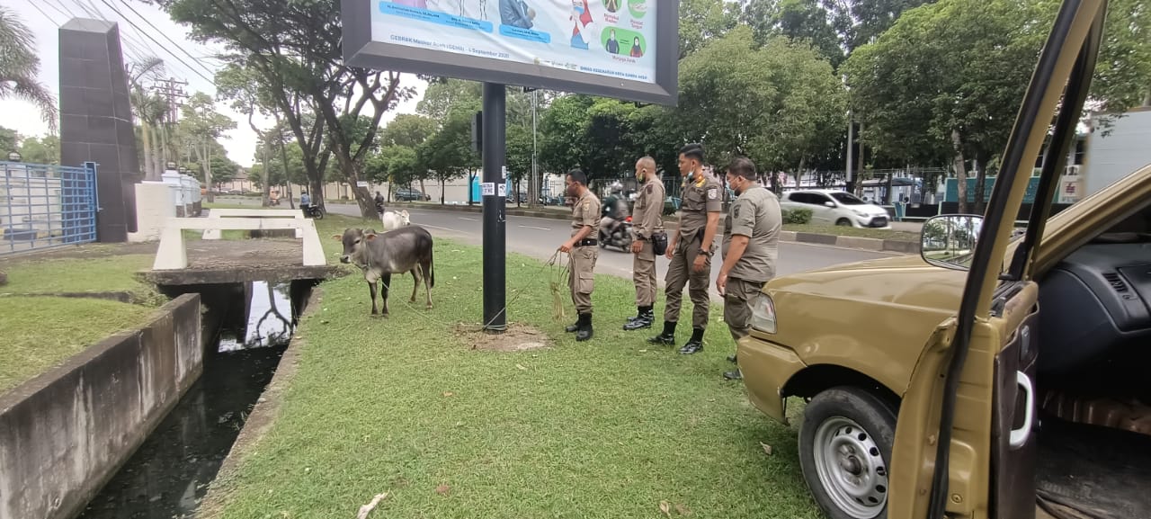 Satpol PP Amankan Sapi Berkeliaran