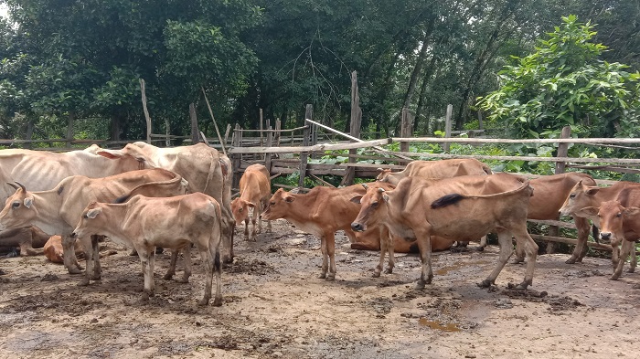 Belasan Sapi di Kaloy Alami Penyempitan Serviks, Ini Penyebabnya