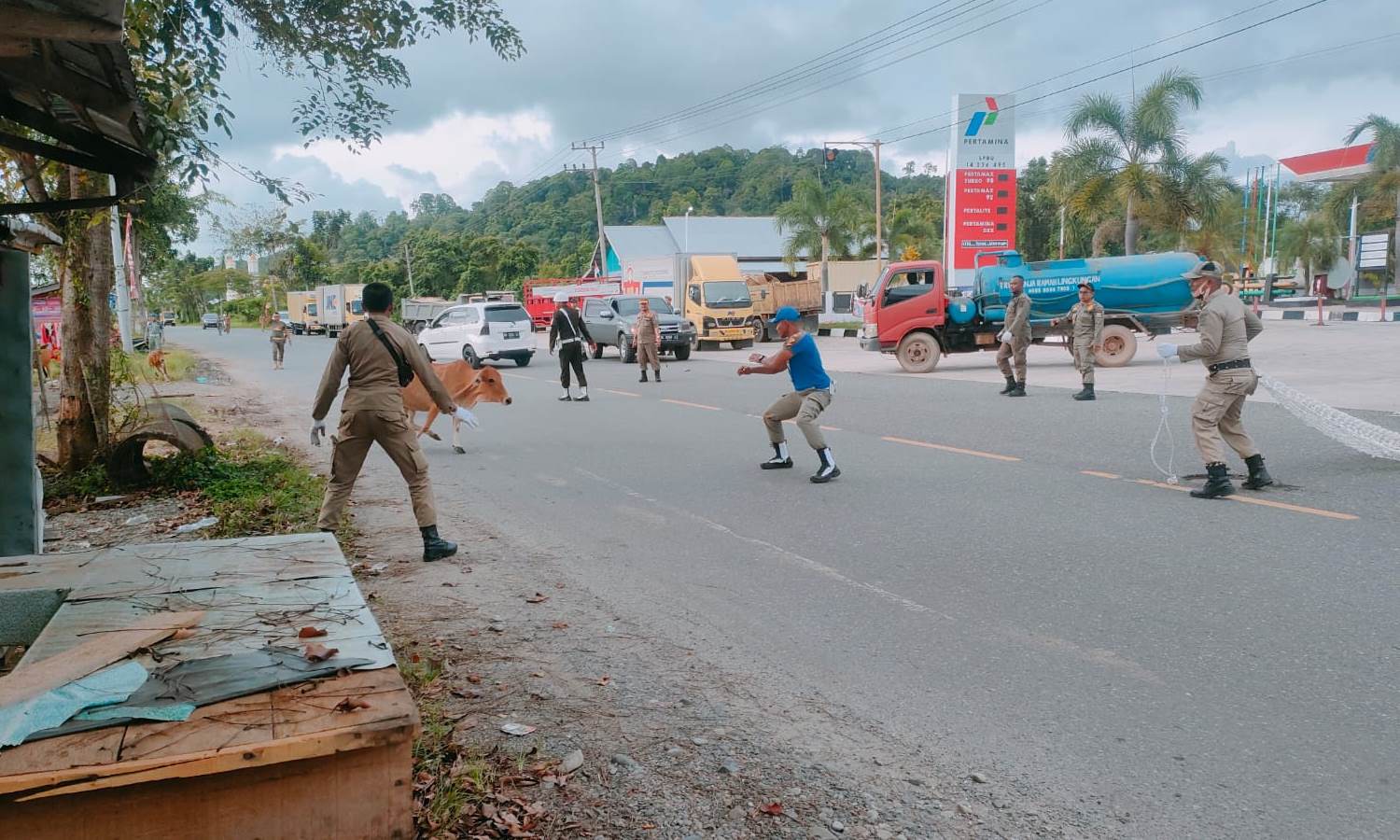 Dalam 3 Hari, 11 Sapi dan 16 Kambing Dijaring Satpol PP Aceh Jaya