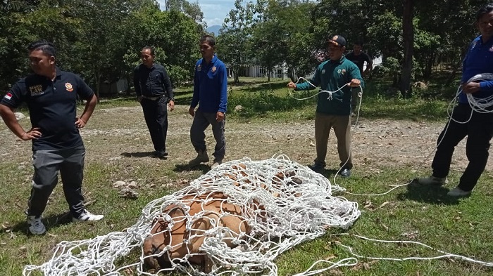 Satpol PP Aceh Besar Kembali Amankan Sapi Berkeliaran di Kota Jantho