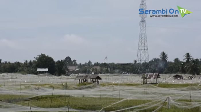 7 Ribu Hektare Sawah di Nagan Raya tak Bisa Digarap, Ini Solusinya