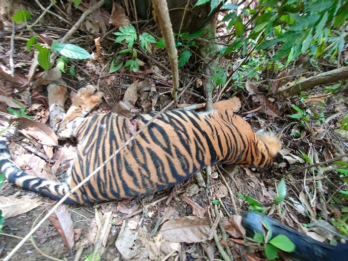 seekor-anak-harimau-sumatera-panthera-tigris-sumatrae-ditemukan-mati.jpg