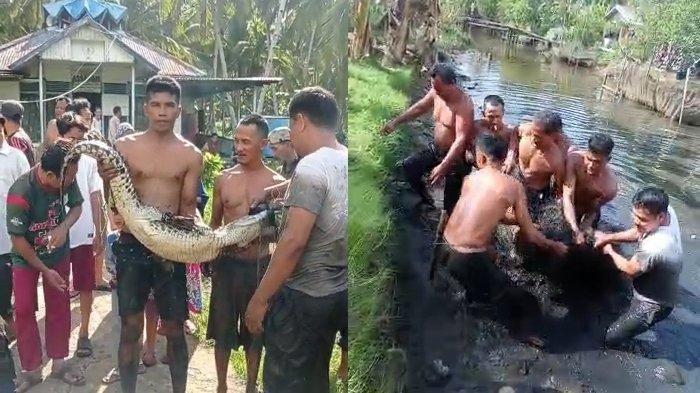 Buaya 1,6 Meter Ditangkap Ramai-ramai di Sungai, Seorang Warga Terluka Digigit