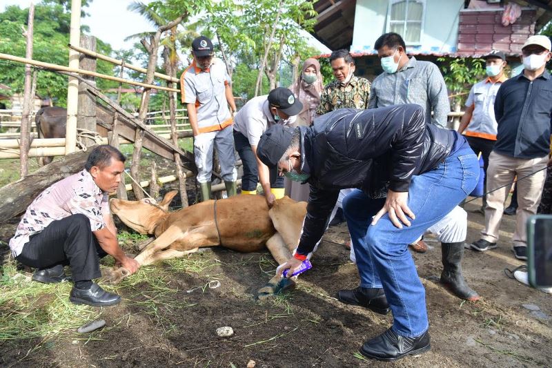 93 Ekor Sapi di Abdya Dinyatakan Sembuh, Distanpan: 77 Ekor Masih dalam Perawatan