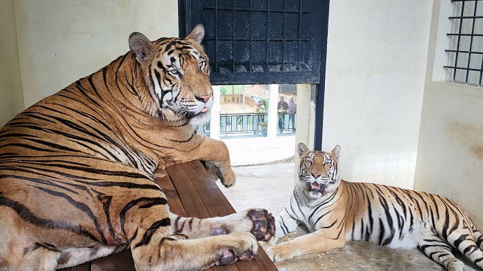 Pengunjung Padati Wisata Taman Rusa, Harimau Benggala Jadi Favorit