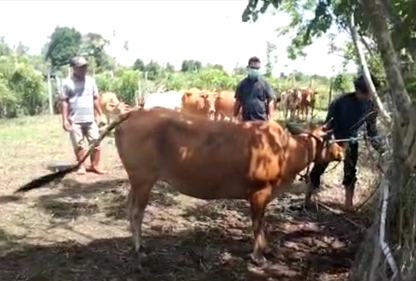 80 Kerbau Mati Mendadak di Aceh Singkil, Petugas Kesehatan Hewan Berjibaku Obati Ternak