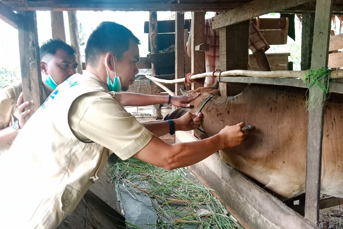 1.800 Ekor Ternak di Bireuen Sudah Divaksin PMK, Sekda Aceh Saksikan Vaksinasi di Jeumpa