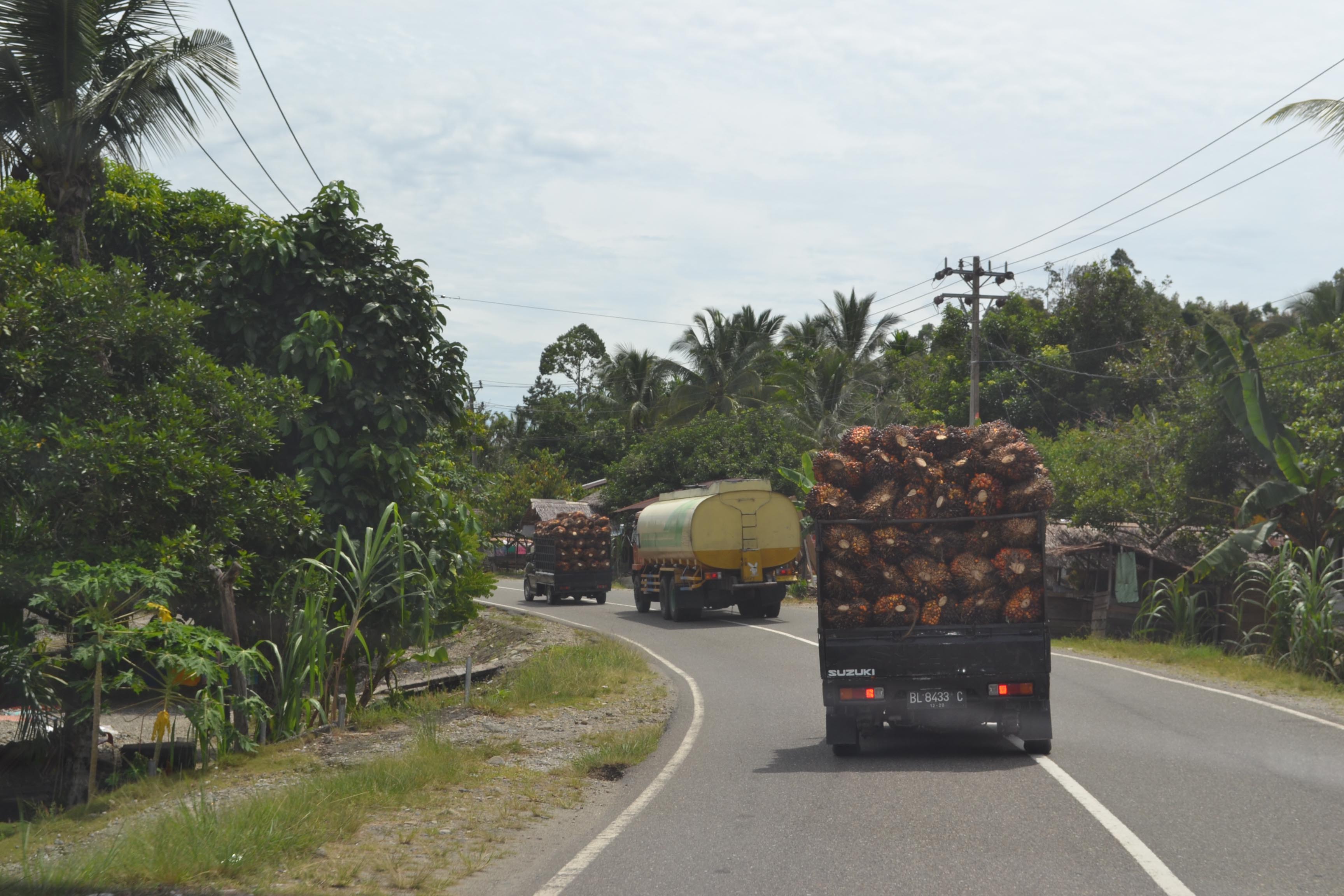 Agen Pengepul di Abdya Beralih Pasok TBS Sawit ke Subulusalam, Ini Sebabnya
