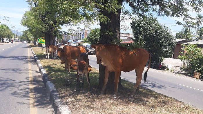 Kawanan Sapi Berkeliaran di Jalan Soekarno Hatta Bahayakan Pengendara