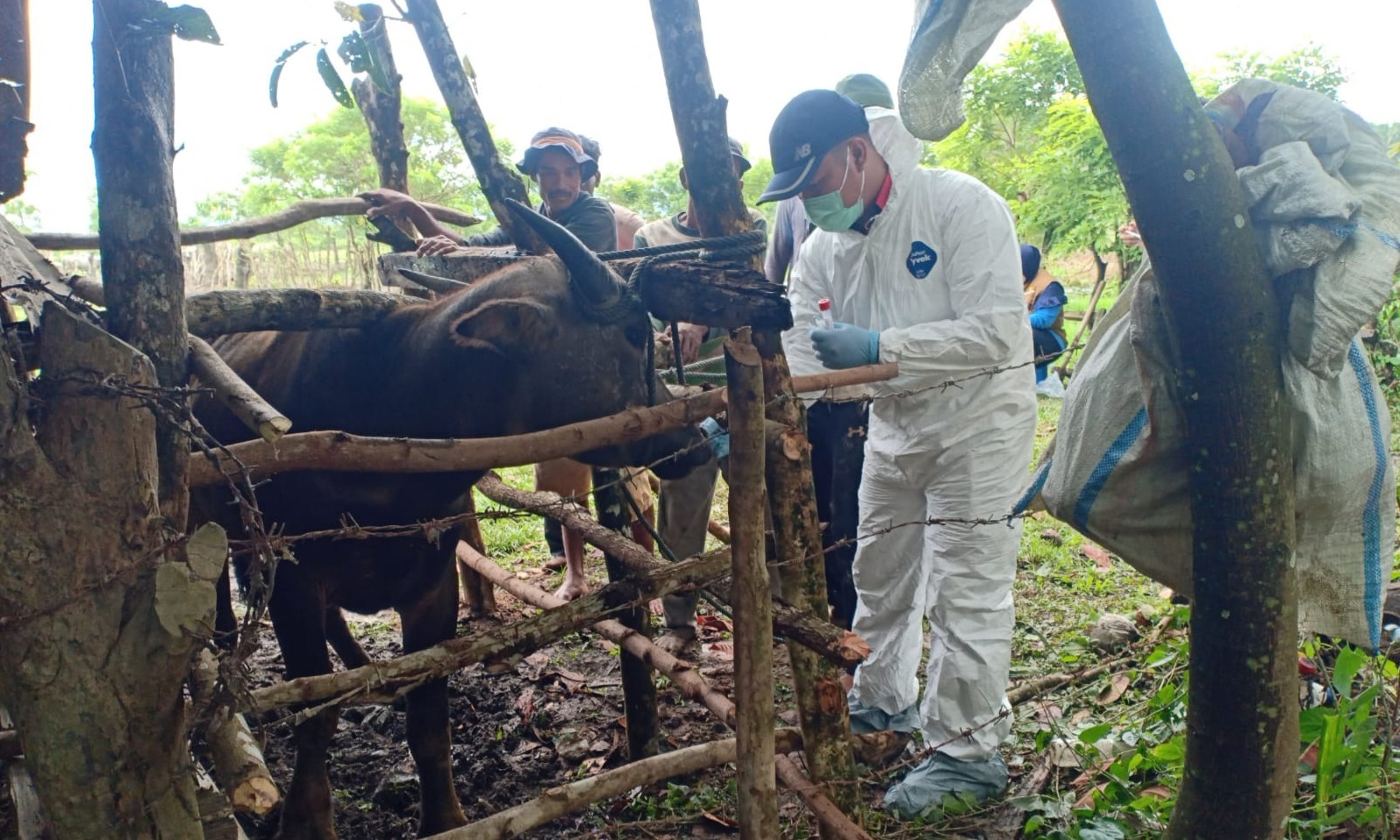 tim-balai-mengambil-sampel-hewan-ternak-yang-diduga-gejala-pmk-di-nagan-raya-kamis-lalu.jpg
