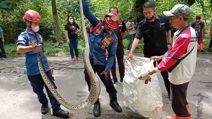 Ular Sanca Sepanjang 3,5 Meter Makan Kucing Bikin Geger Warga, Tim Damkar Turun Tangan
