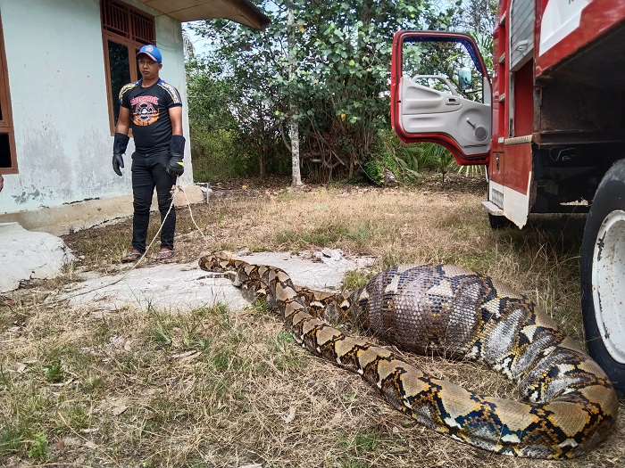 ular-berukuran-besar-saat-tiba-di-kantor-bksda-aceh-singkil.jpg
