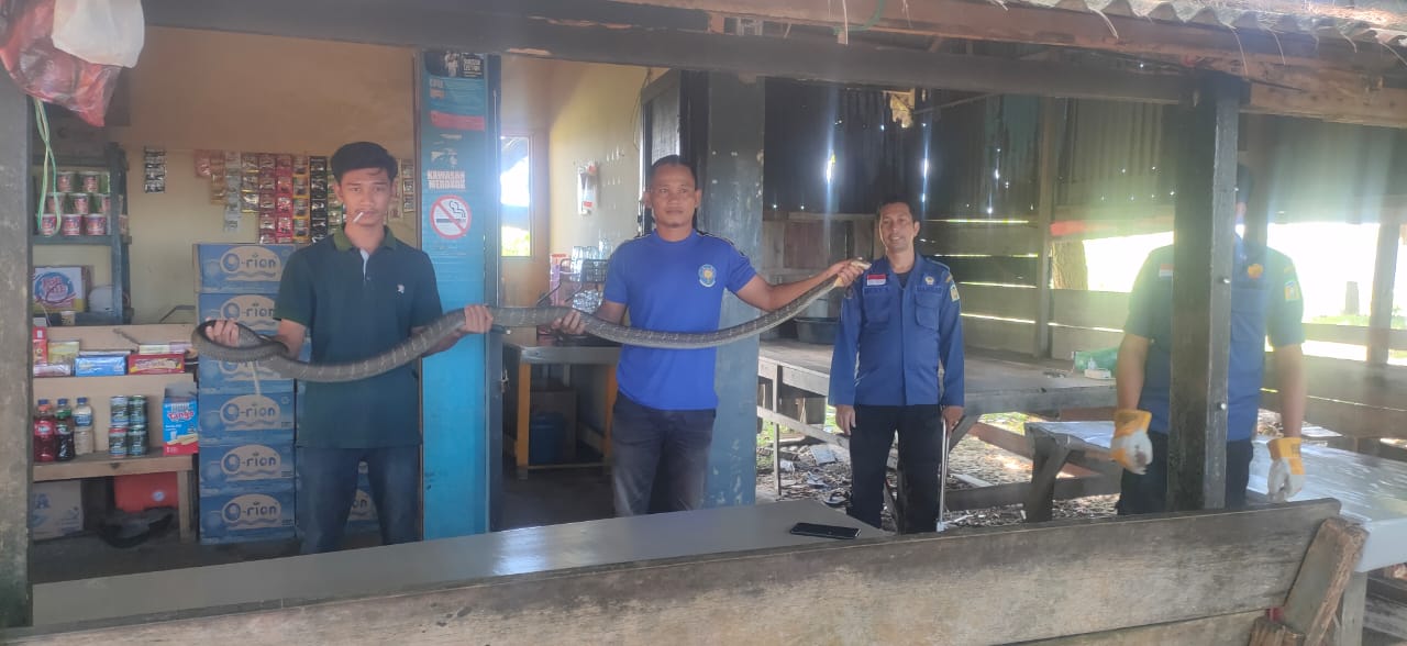 Ular King Kobra Masuk ke Sebuah Warung di Lhoong Aceh Besar