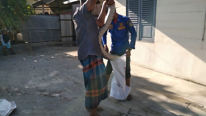 Ibu Rumah Tangga Ini Kaget Luar Biasa, Ular Piton Sepanjang 3 Meter ‘Bersarang’ di Bak Mandi