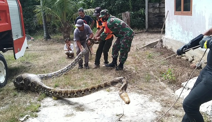 ular-ukuran-besar-yang-memangsa-kambing-warga-gosong-telaga-timur-singkil-utara-aceh-singkil.jpg