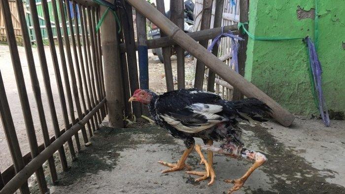 Viral Ayam Berkaki Empat, Sempat Ditawar Rp 1 Juta Tapi Tak Dijual, Ini Penjelasan Pemilik