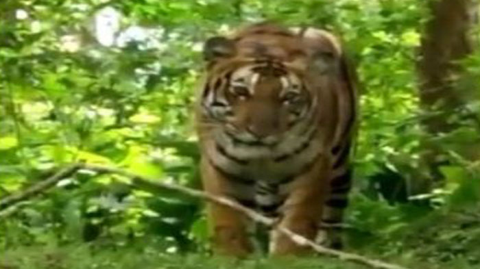 Harimau Gentayang di Sekitar Objek Wisata Sangkapane, Mangsa Lembu Warga di Aceh Tamiang