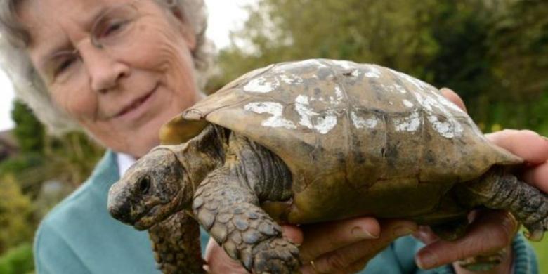 Hilang Selama Setahun, Kura-kura Berusia 109 Tahun Pulang ke Pemiliknya