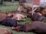 17-lembu-disambar-petir.jpg