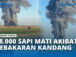18000-Sapi-Mati-di-Kandang-Ternak-Terbesar-Texas-Akibat-Kebakaran-Besar.jpg
