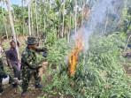 BBN-Pusat-memusnahkan-69-ton-ganja-atau-sebanyak-97000-batang-ganja.jpg