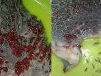Babat-Sapi-Dipenuhi-Parasit-Merah.jpg