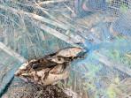 Banyak Ikan di Sungai Lae Gombar Mati, Diduga Tercemar Limbah PMKS
