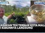 Berwisata-ke-Kebun-Teh-Wonosari-Malang-Contoh-Bagus-untuk-Mengembangkan-Wisata-Aceh-Tengah.jpg