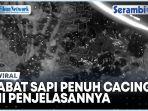 Bikin-Merinding-Babat-Sapi-Ini-Dipenuhi-Cacing-Begini-Kata-Dokter-Hewan-di-Aceh.jpg
