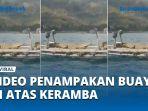 Buaya-Berada-di-Atas-Keramba.jpg