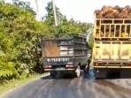 Kesal Jalan di Barsela Buruk, Wasekjen Apkasindo Minta CPO Dibuang ke Laut