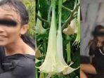 Campur-Miras-dengan-Kecubung.jpg