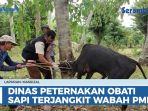 Dinas-Peternakan-Aceh-Obati-Sapi-Warga-yang-Terinfeksi-PMK-di-Aceh-Besar.jpg