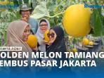 Golden-Melon-27728.jpg