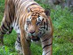 HARIMAU-BERKELIARAN.jpg