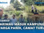 HARIMAU-MASUK-KAMPUNG-WARGA-PANIK-CAMAT-TURUN.jpg