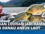 VIDEO - Ikan Louhan Diduga Menjadi Hama di Danau Aneuk Laot Sabang