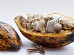 Ilustrasi-cocoa-atau-buah-kakao-yang-bagus-untuk-kesehatan-freepikcomwirestock.jpg