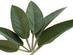 Ilustrasi-daun-sage.jpg