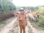 Kadisnak-Aceh-soal-sapi-aceh.jpg