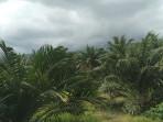 Kebun-sawit-petani-Areal-perkebunan-sawit-milik-petani-Aceh-Singkil_.jpg