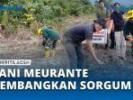 Kelompok-Tani-Meurante-Hortikultura-Lakukan-Pengembangan-Sorgum.jpg
