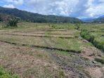 Lahan-sawah-warga-Blang-Puuk-Beutong-Ateuh-Nagan-Raya-tidak-bisa-digarap-karena-ketiadaan-air.jpg