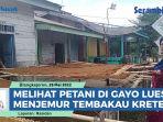 VIDEO Melihat Petani di Gayo Lues Manfaatkan Halaman Rumah Menjemur Tembakau Kretek